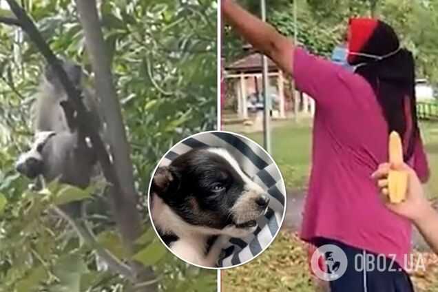 Обезьяна украла щенка и три дня лазила с ним по деревьям. Видео
