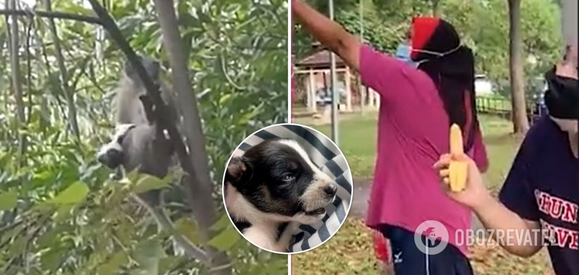Обезьяна украла щенка и три дня лазила с ним по деревьям. Видео