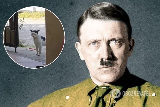 Реинкарнация Гитлера: в сети нашли кота с коронными усиками и челкой. Фото