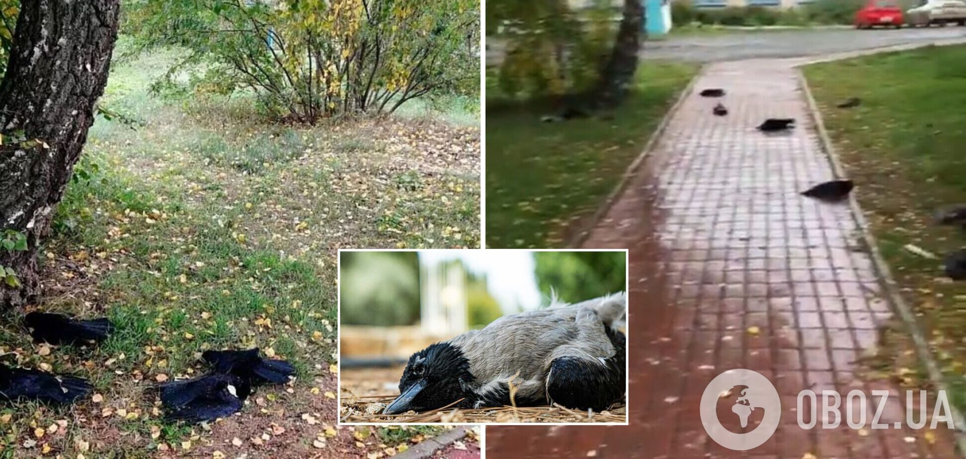 У Росії зафіксували масову загибель ворон: мертві птахи падали просто на перехожих. Фото і відео