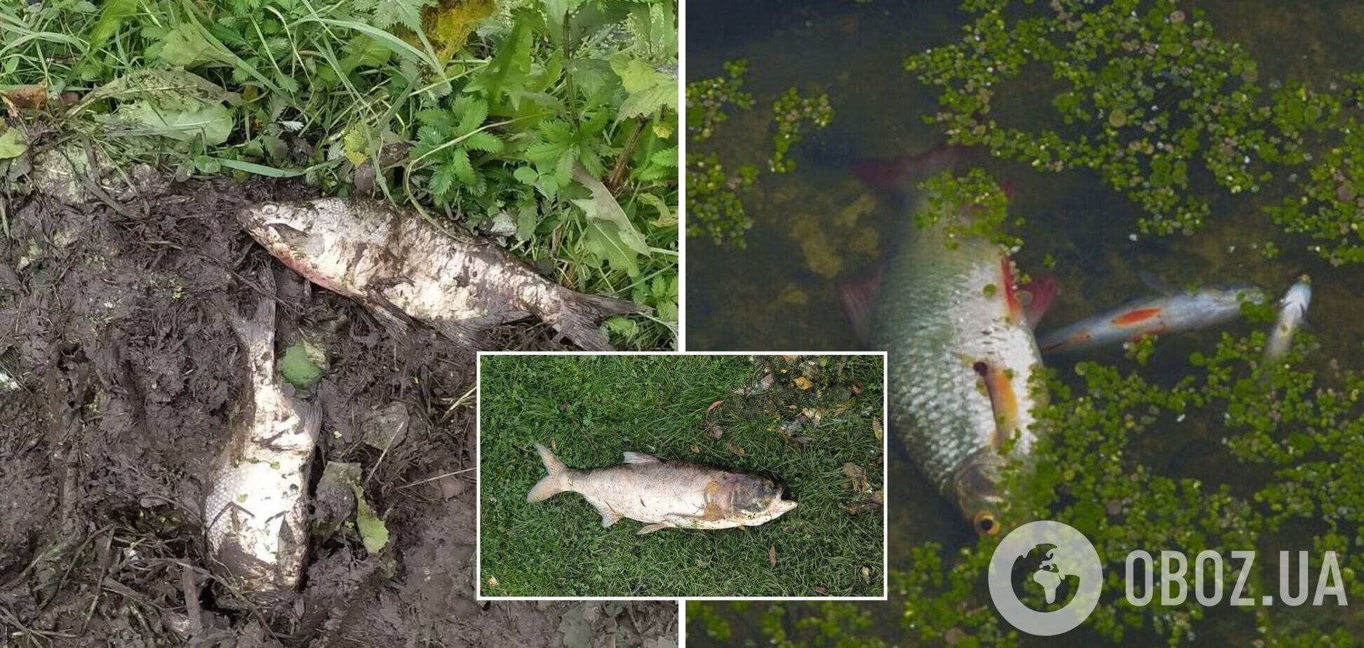 У річці на Хмельниччині масово гине риба: на воді помітили масляні плями та запах аміаку. Фото