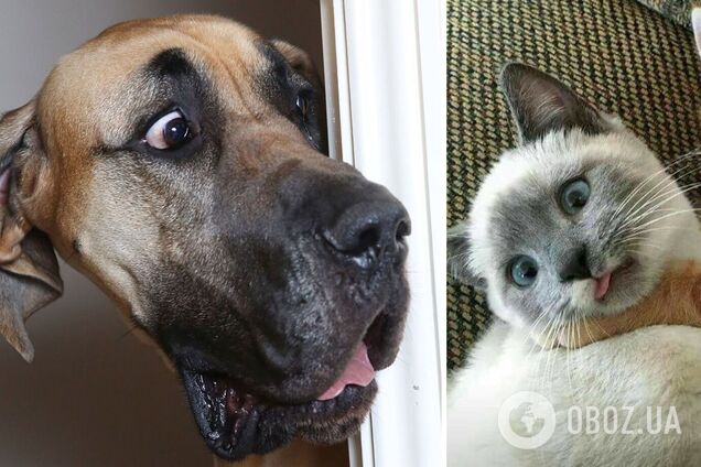 Улюбленці влаштовують сюрпризи господарям