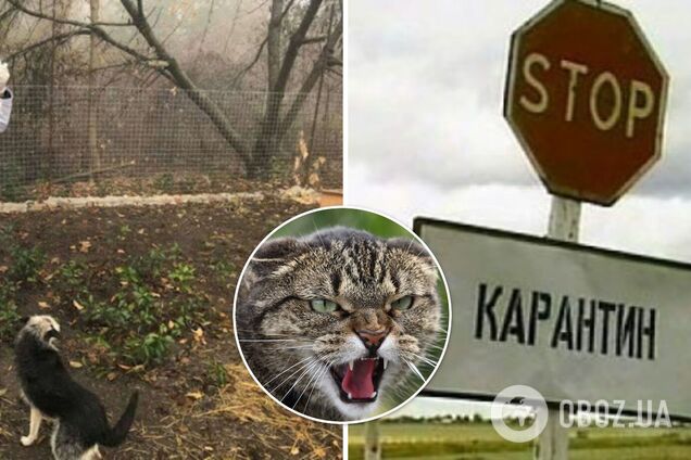 У Тернопільській області через напад скаженої кішки закрили на карантин ціле село