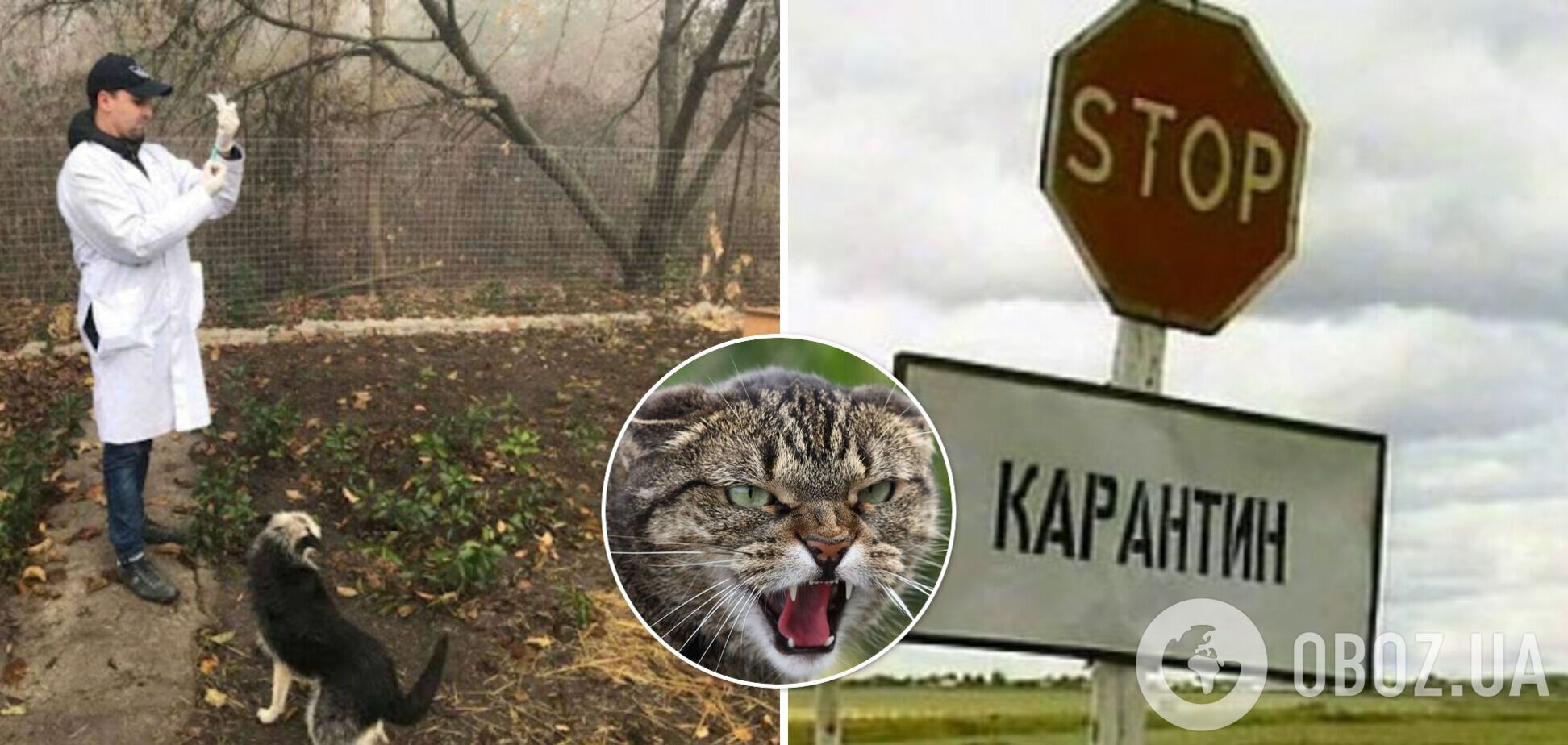 У Тернопільській області через напад скаженої кішки закрили на карантин ціле село