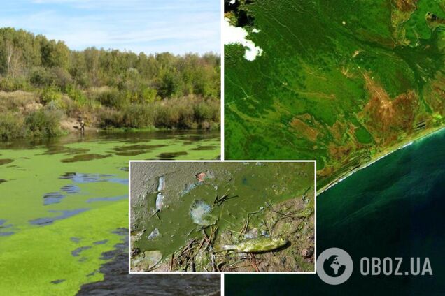 Одной из причин пермского вымирания стало цветение токсичных водорослей