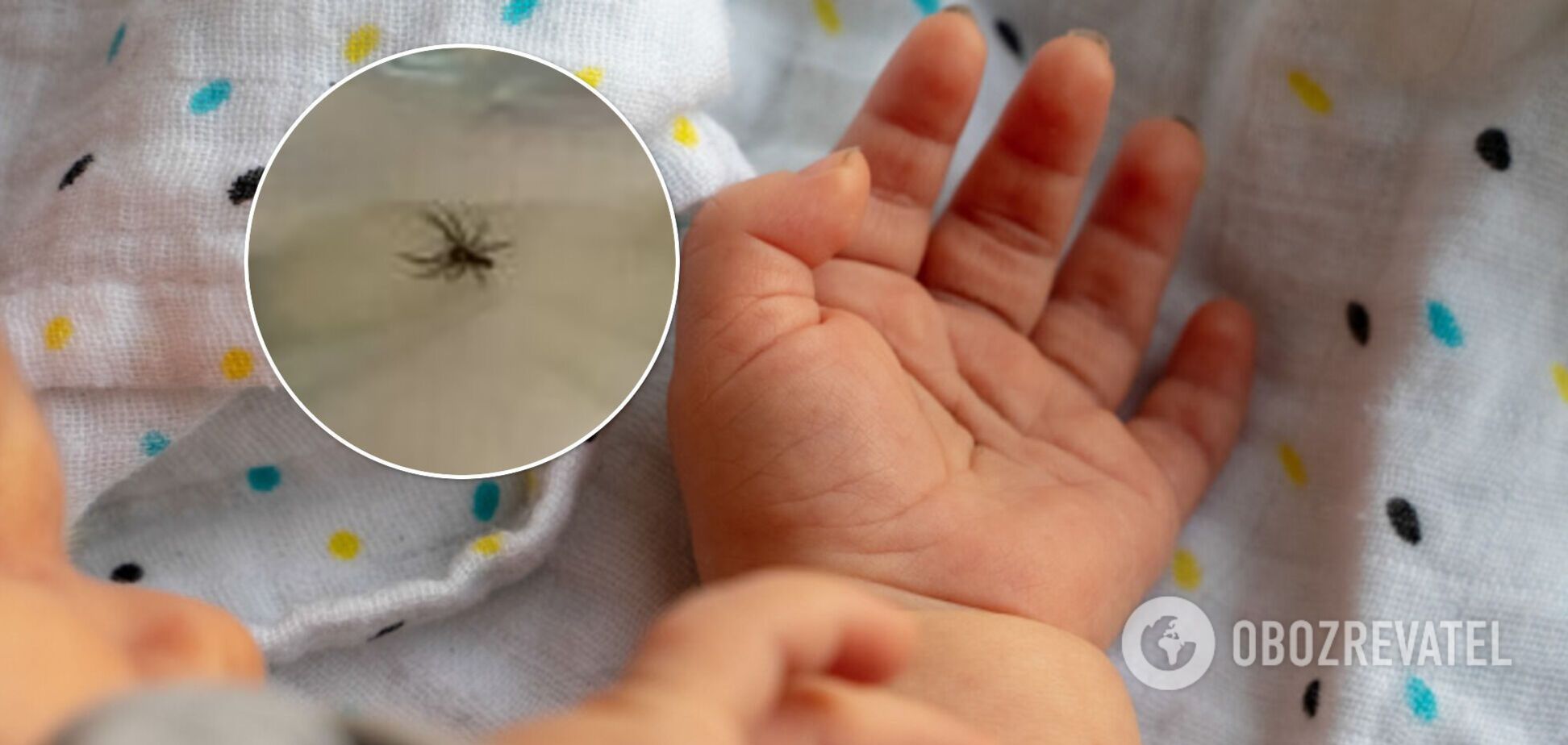 Австралийка заметила ядовитого паука в подгузнике ребенка. Фото