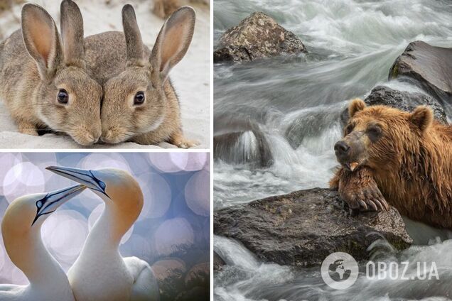 Фотографы сняли забавных животных