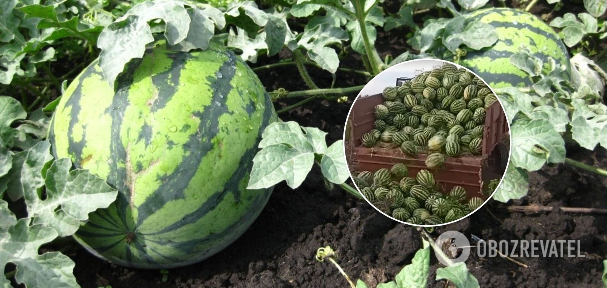 Херсонські фермери викидають кавуни через небувалий врожай. Відео