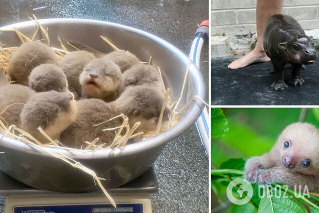 5 наймиліших дитинчат тварин, які піднімуть настрій в мить. Фото