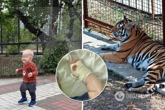 В Крыму тигр откусил палец годовалому ребенку в парке. Фото и детали трагедии