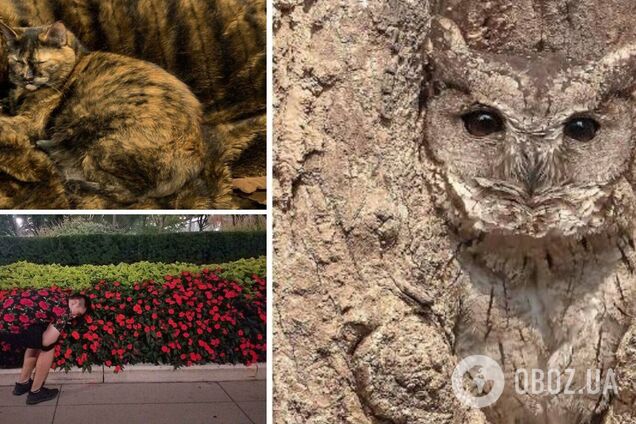 Животные и люди умело маскируются