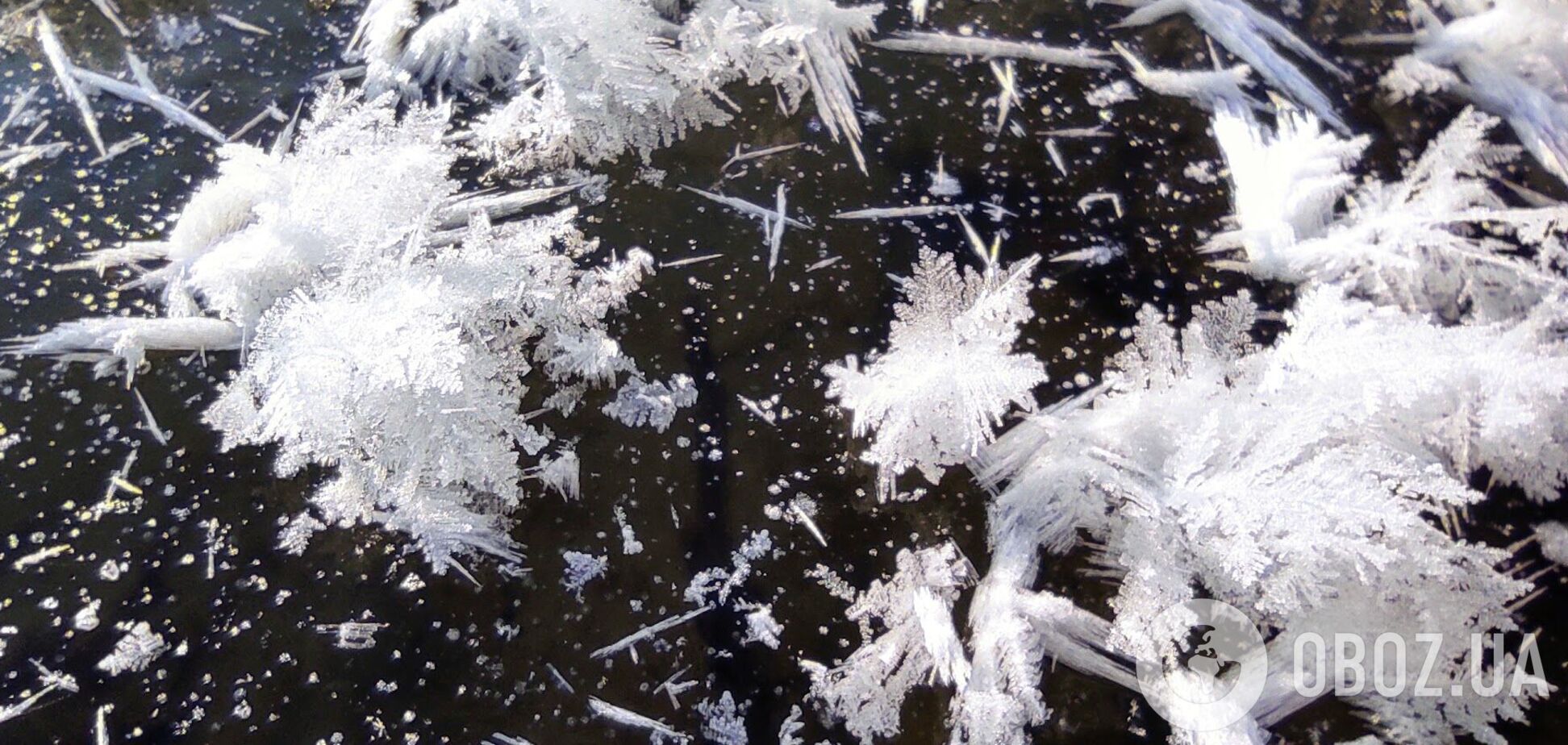 Заморозки придут на Киевщину в конце сентября