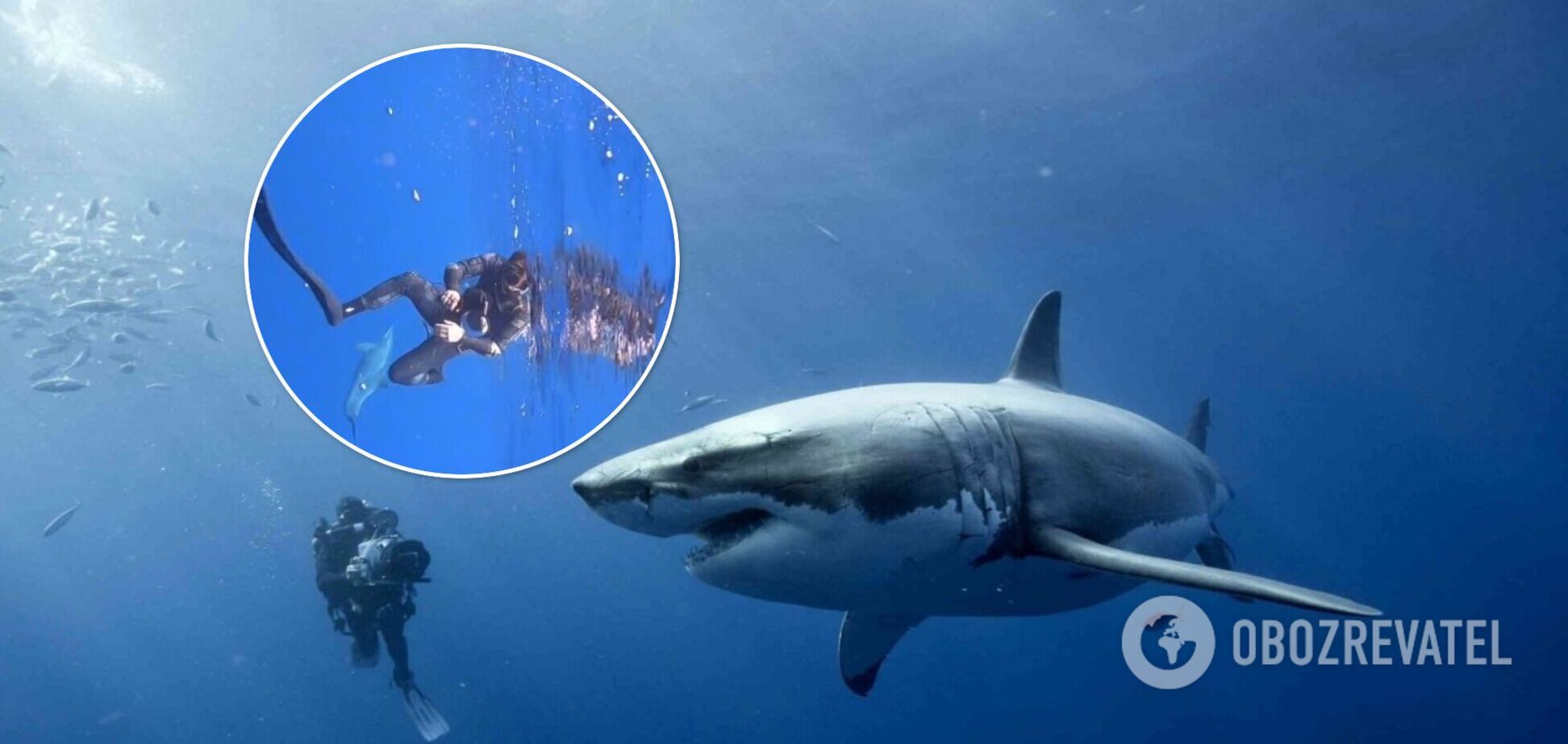 Дельфин спас дайверов от акулы и стал звездой сети. Видео