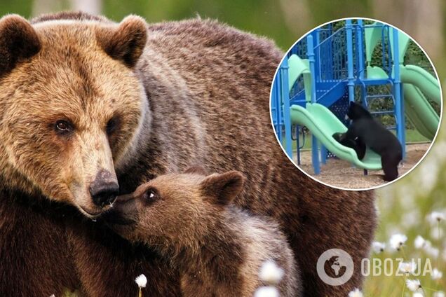 Медвежонок с мамой пришли покататься с горки на детской площадке. Видео