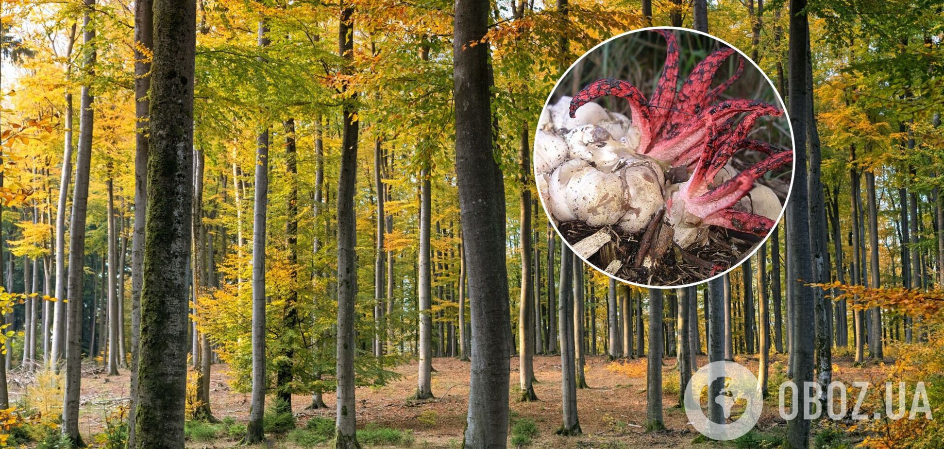 Квітохвісник Арчера