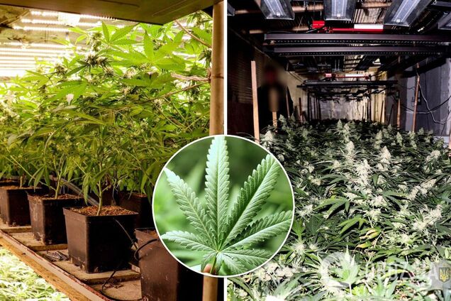 Выращивание конопли под землей легализовали ли марихуану в чехии