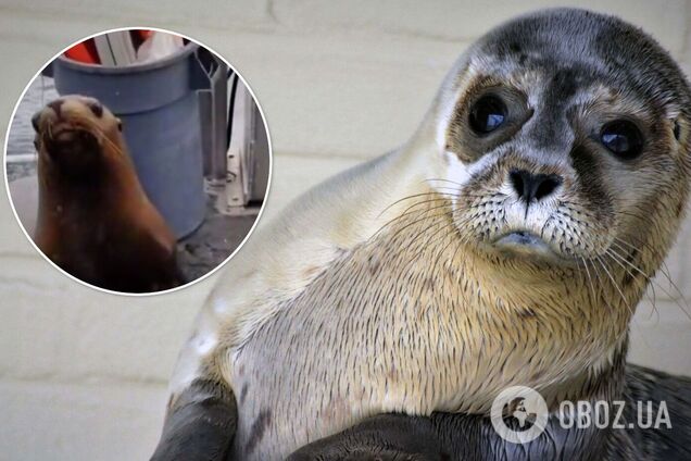 Маленький тюлень злякався косаток і розчулив мережу. Вірусне відео