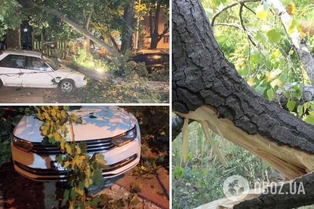 В Одессе дерево рухнуло на припаркованные авто: повреждены восемь машин. Фото
