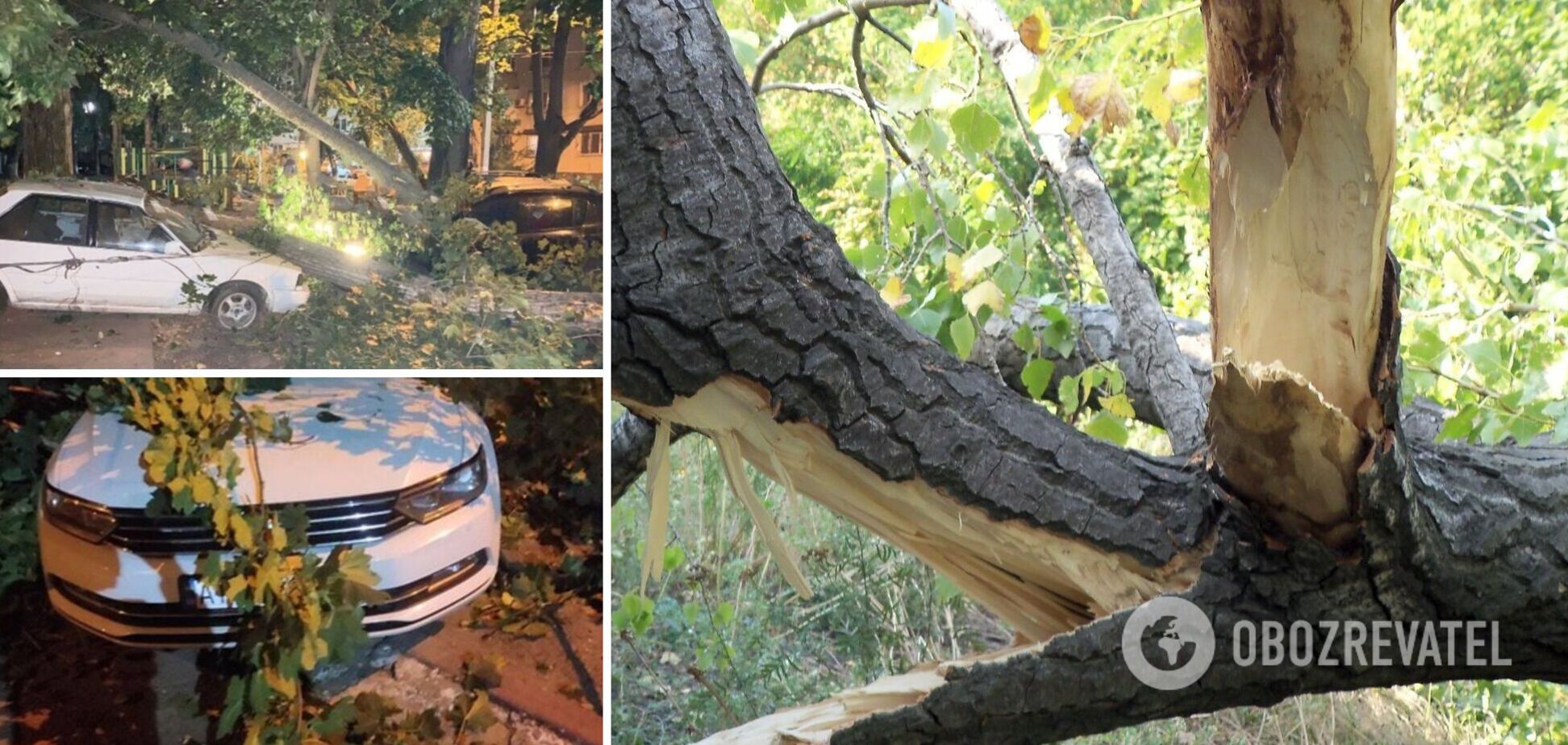 В Одесі дерево впало на припарковані автомобілі: пошкоджено вісім авто. Фото