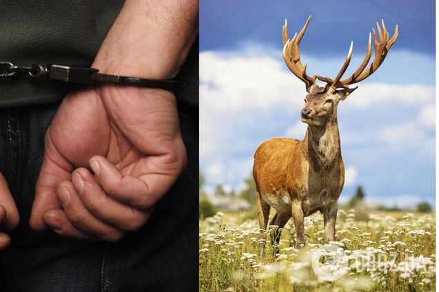 Мисливцю загрожує до трьох років позбавлення волі