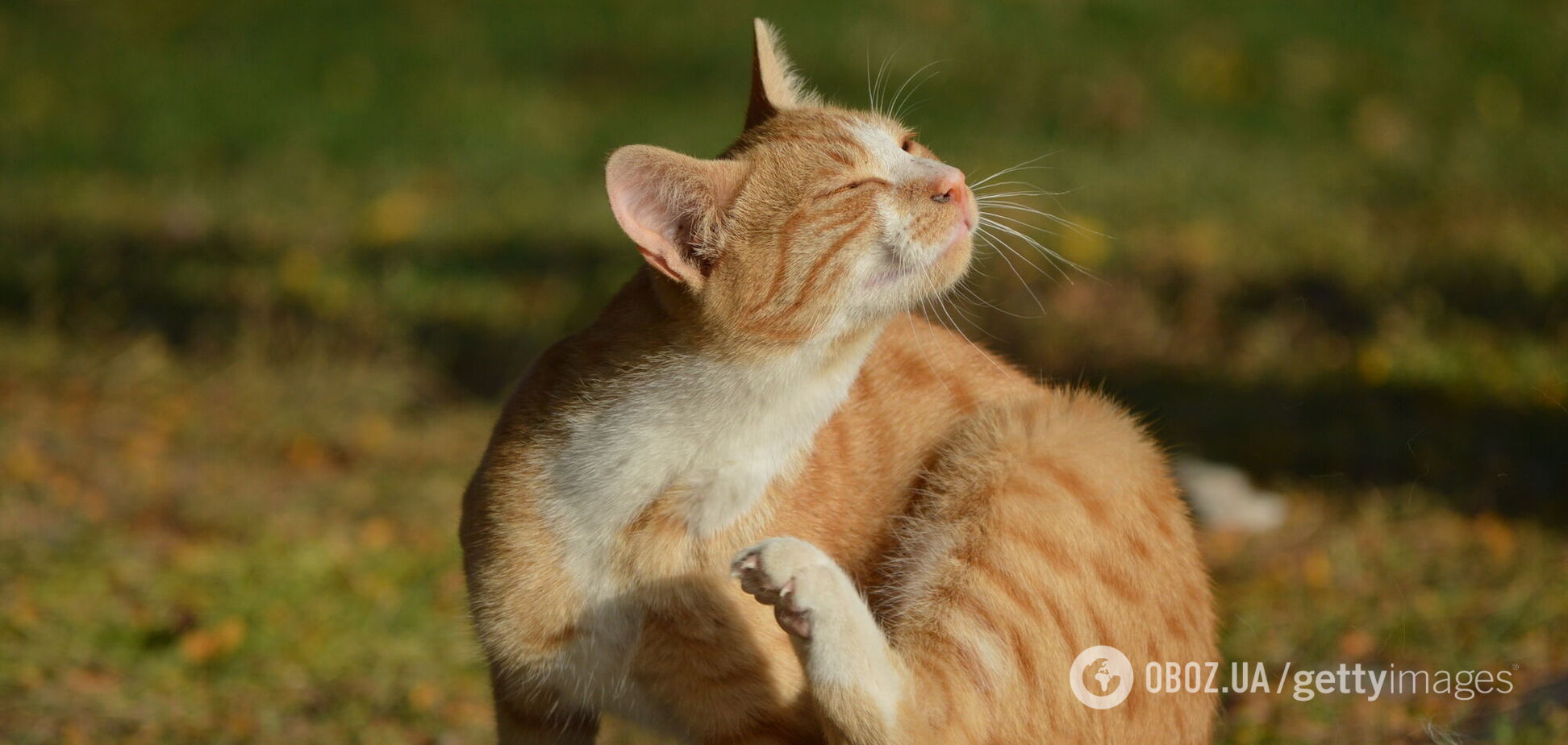 Антициклони Lioba і Merle 'об'єднаються': синоптикиня дала прогноз на перший день жовтня