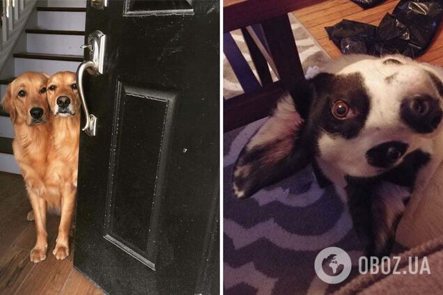 Кумедні песики позують на камеру