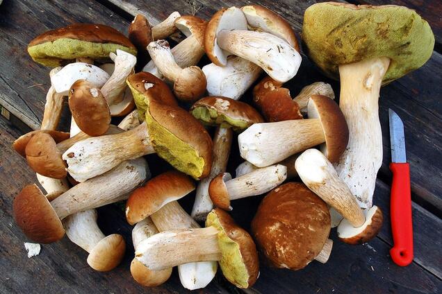 К грибным местам можно доехать на общественном транспорте