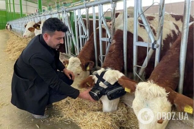 Турецький фермер одягнув на своїх корів VR-окуляри і розповів, як це вплинуло на надої