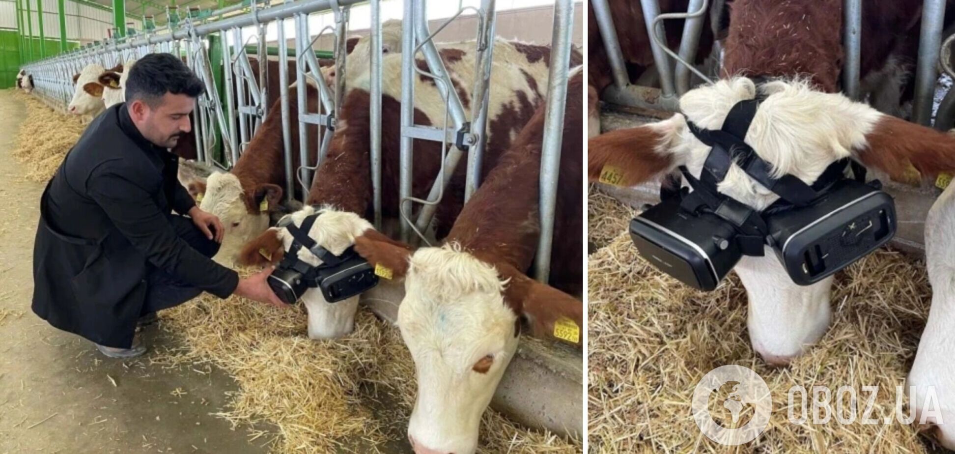 Турецкий фермер надел на своих коров VR-очки и рассказал, как это повлияло на надои