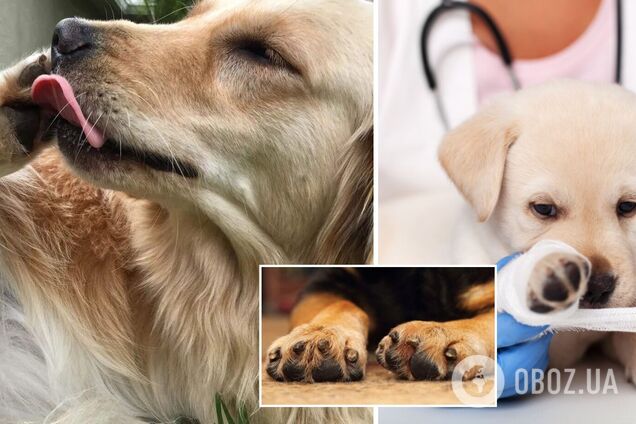 Чому собака постійно вилизує лапу: названо 6 причин та як їх позбутися