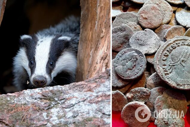 В Испании голодный барсук раскопал большую коллекцию римских монет. Фото