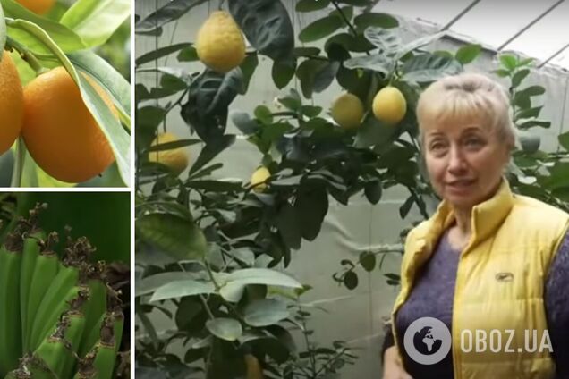 Ананасы, манго и цитрусовая икра – под Харьковом в обычных теплицах вырастили целый тропический сад