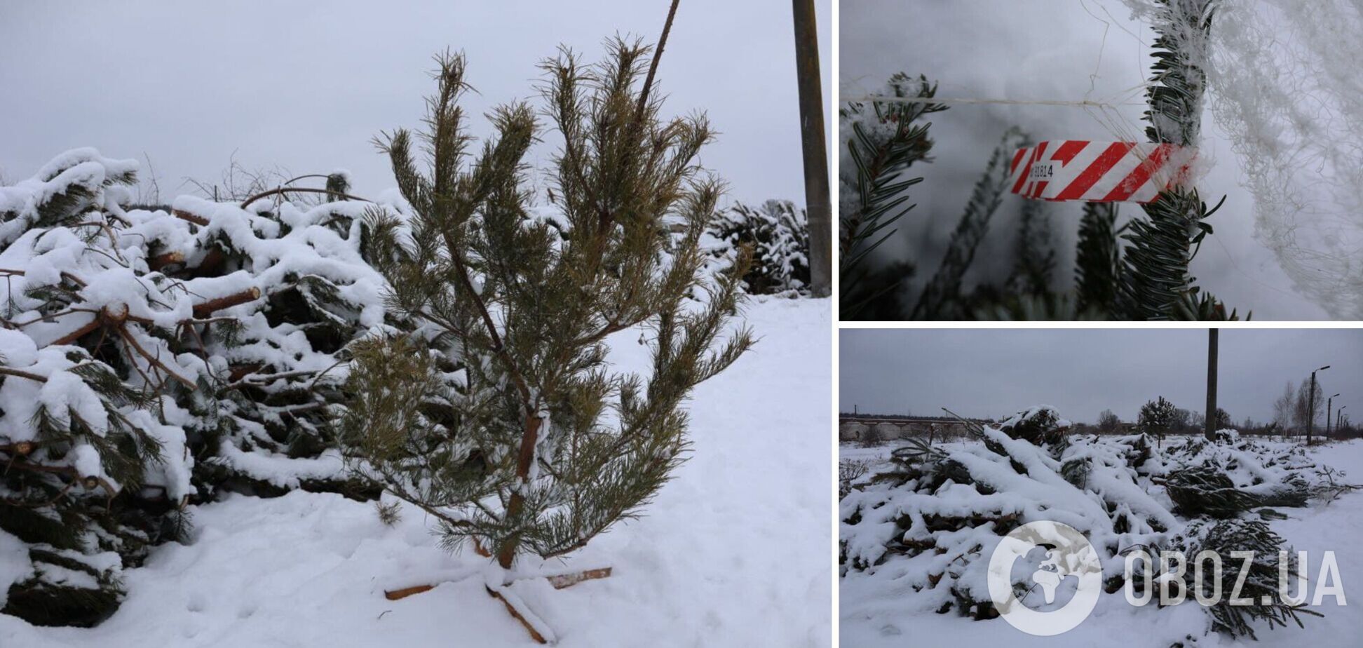 Деревья просто выбросили, вместо того чтобы утилизировать