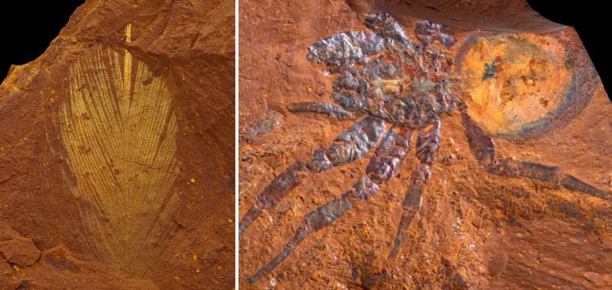 В 'мертвом сердце' Австралии найдены редкие и хрупкие окаменелости возрастом в миллионы лет