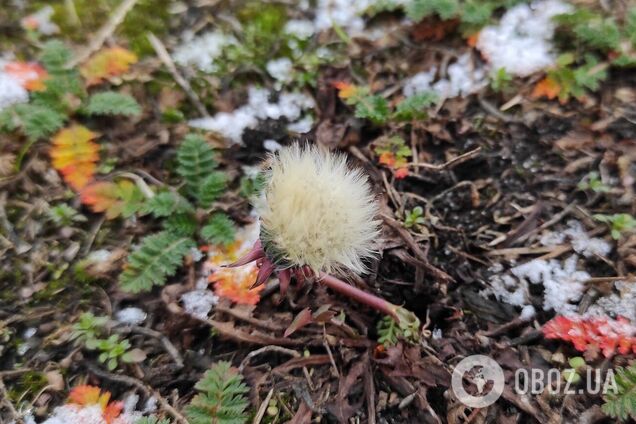 В столицу ненадолго вернется потепление