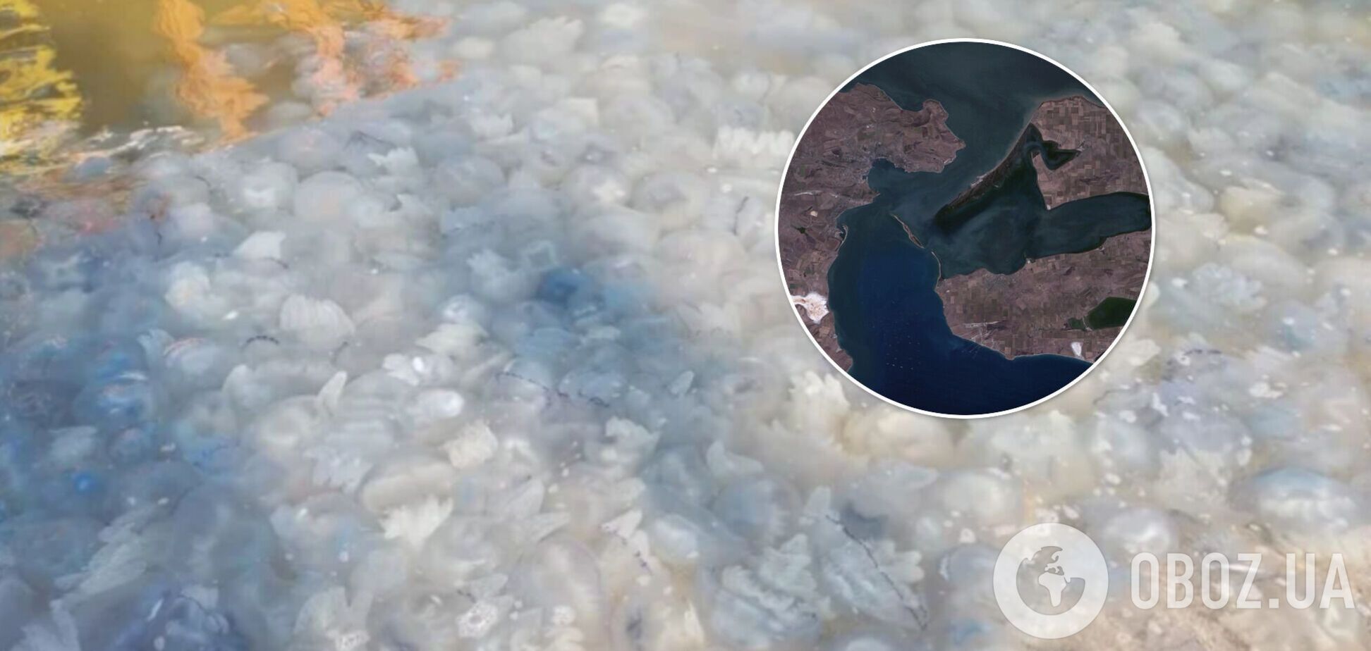 Азовське море перетворилося на желе з медуз: у чому небезпека і як Росія погіршує ситуацію