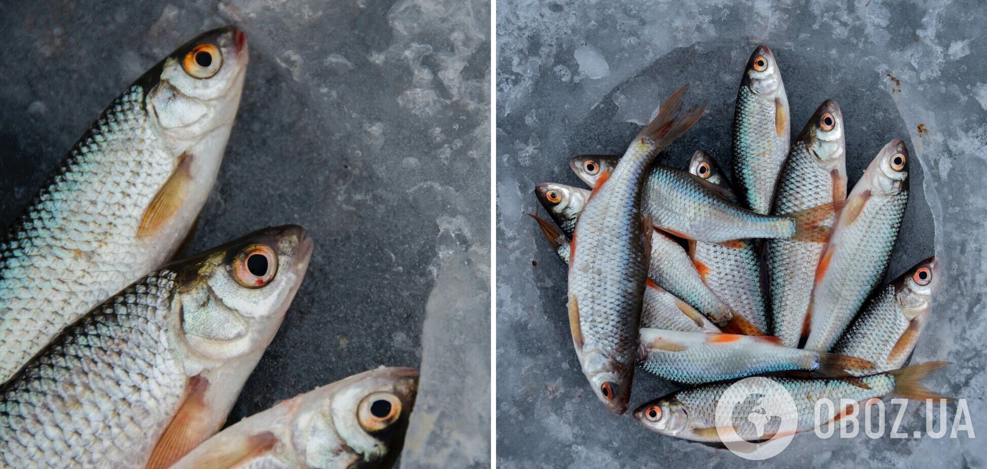 Как быстро и без ножа почистить рыбную чешую: делимся лайфхаком