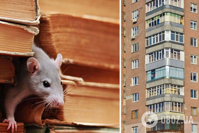 У Києві жителі багатоповерхівки скаржаться на мишей
