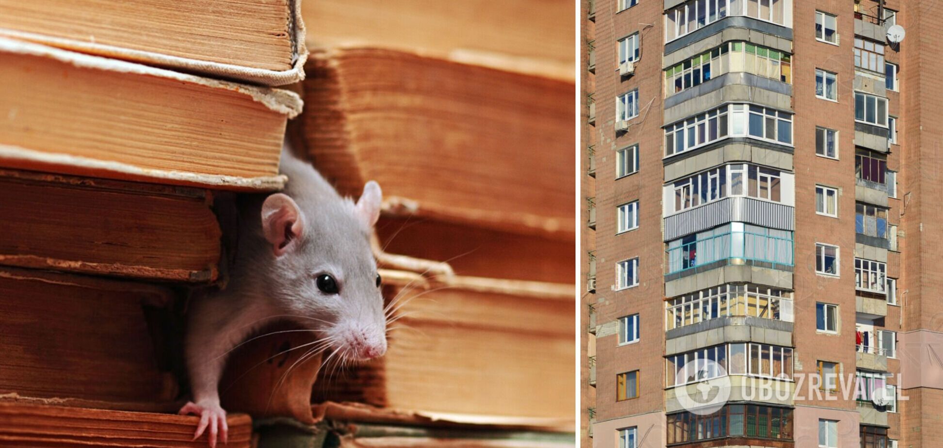У Києві жителі багатоповерхівки скаржаться на мишей
