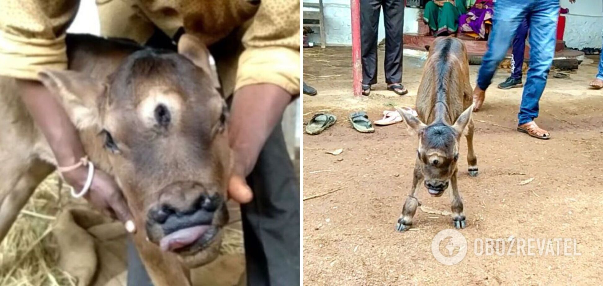 В Индии теленок с третьим глазом вызвал фурор: началось паломничество. Фото 'божества'