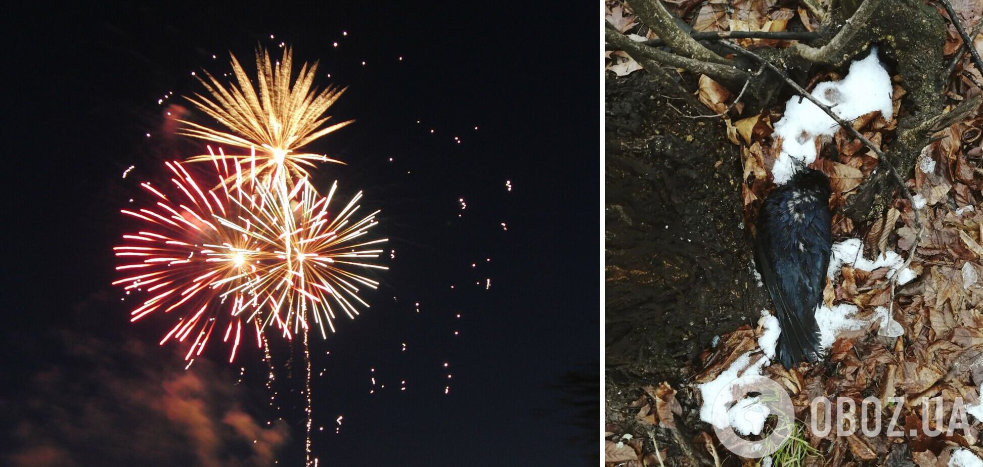 У Чернівцях через феєрверки загинули птахи, волонтерка звернулася до українців: вам було весело, а їм боляче