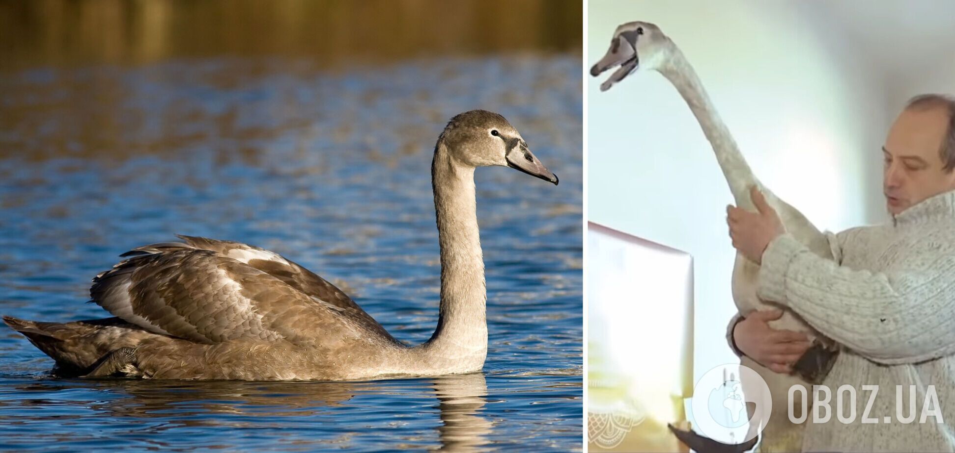 Мужчина переоборудовал комнату под вольер