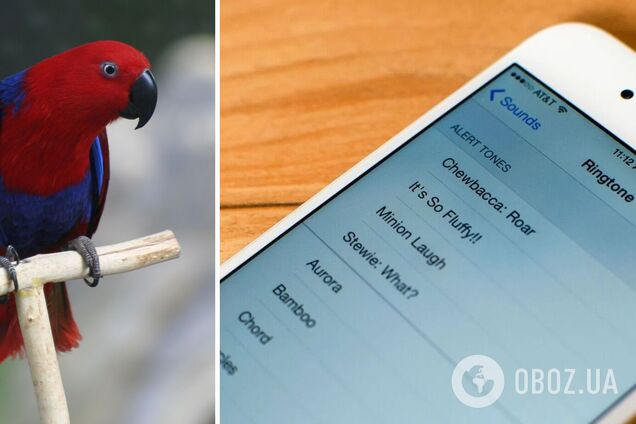 Гуччі повторила популярну мелодію