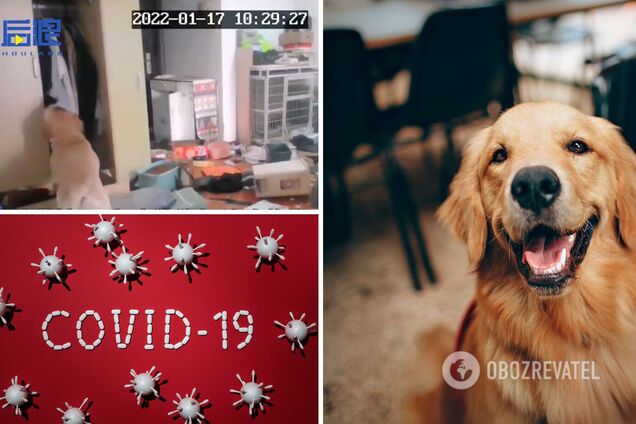 Пес уничтожил дом