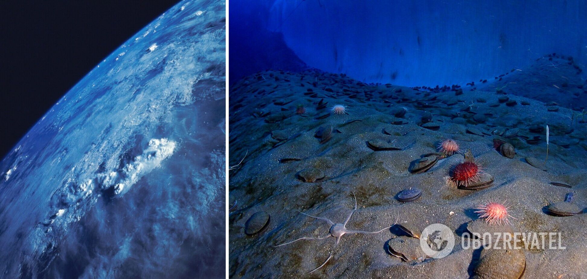 Изменения в орбите Земли стали причиной уменьшения биоразнообразия океанов