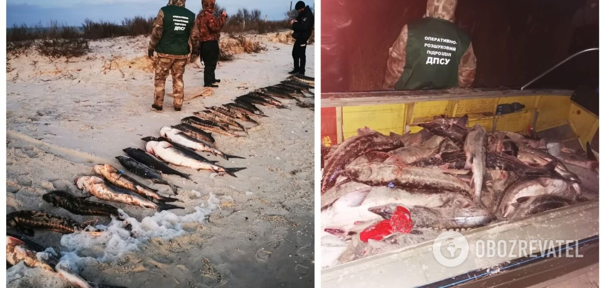 Біля острова Джарилгач затримали браконьєрів із 'червонокнижним' уловом: збитки оцінили у 4,5 млн грн. Фото і відео