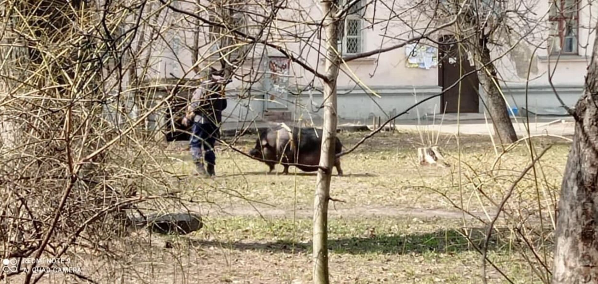 В Киеве мужчина выгуливал на поводке свинью