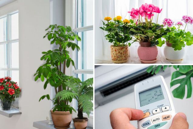 Названа идеальная температура для большинства комнатных растений