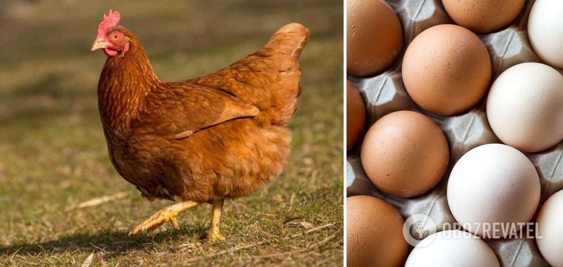 В Украине значительно сократилось производство яиц