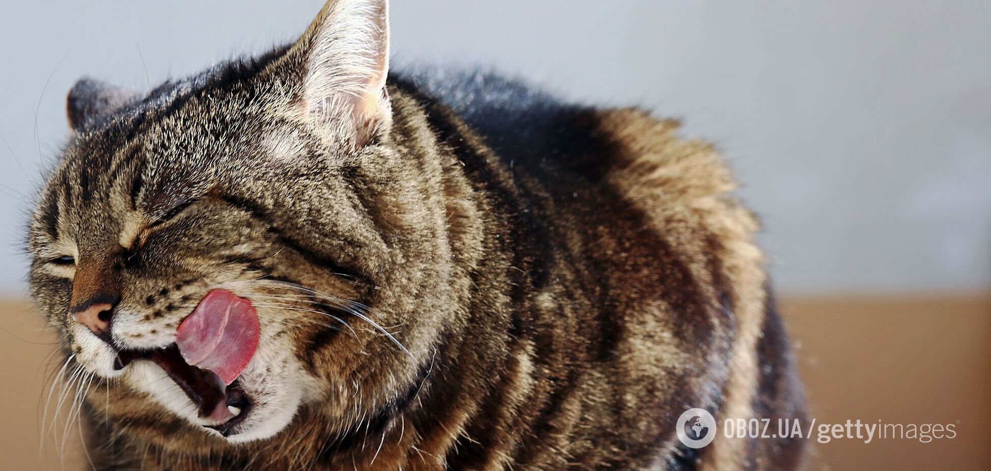 Хозяевам одного из самых толстых котов в мире пожелали смерти. Как выглядит животное и почему возник скандал
